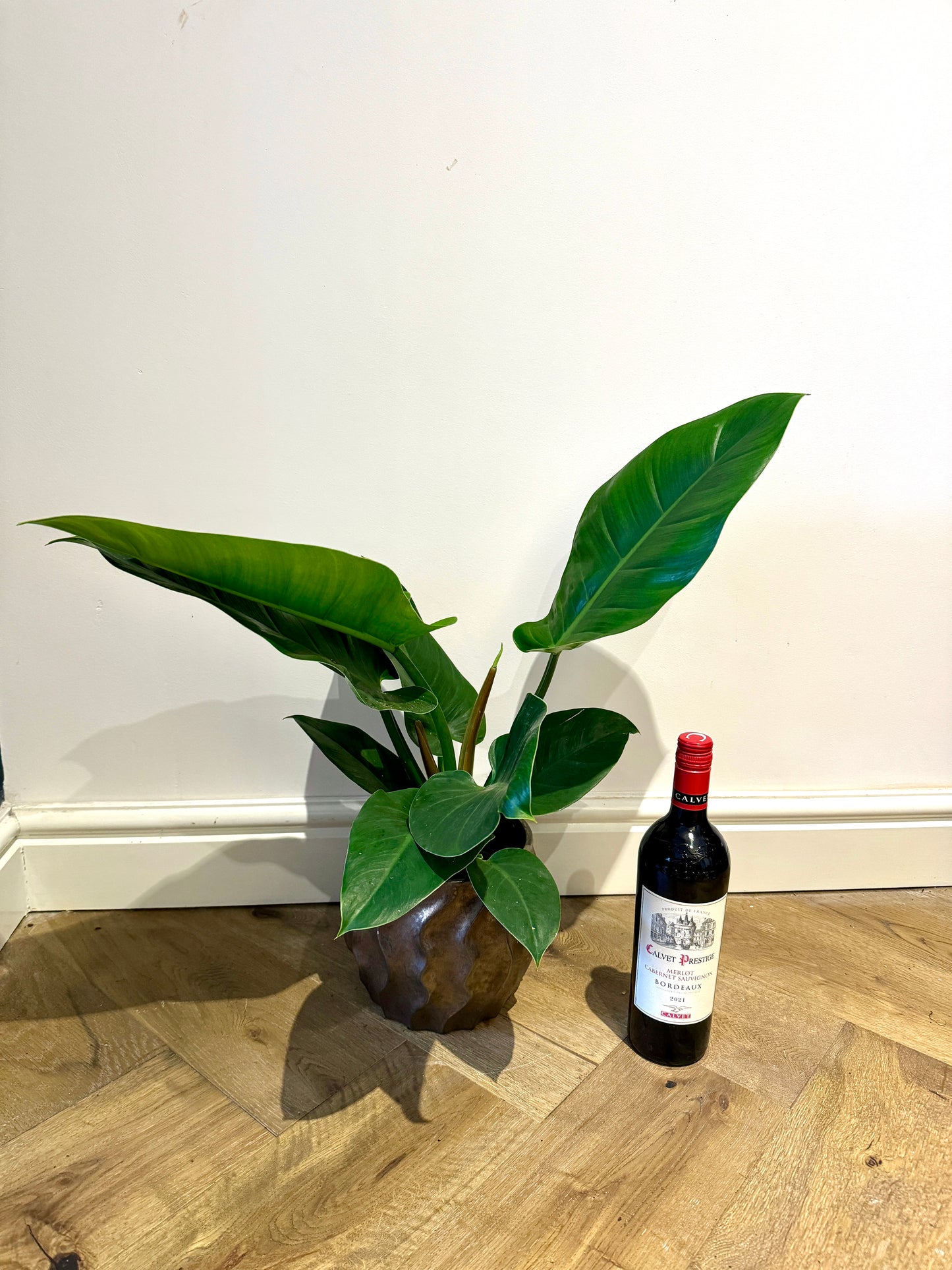 50cm Philodendron Imperial Green