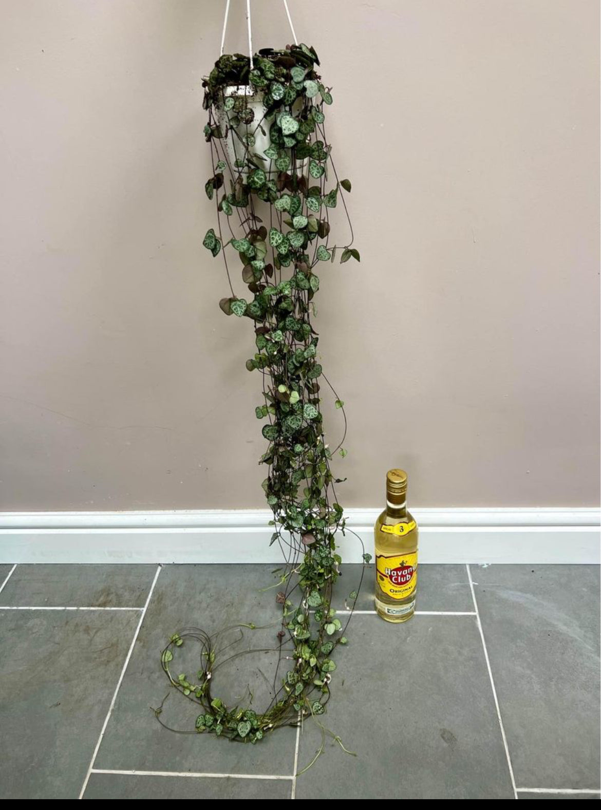 100cm Hanging String of Hearts (Ceropegia woodii)