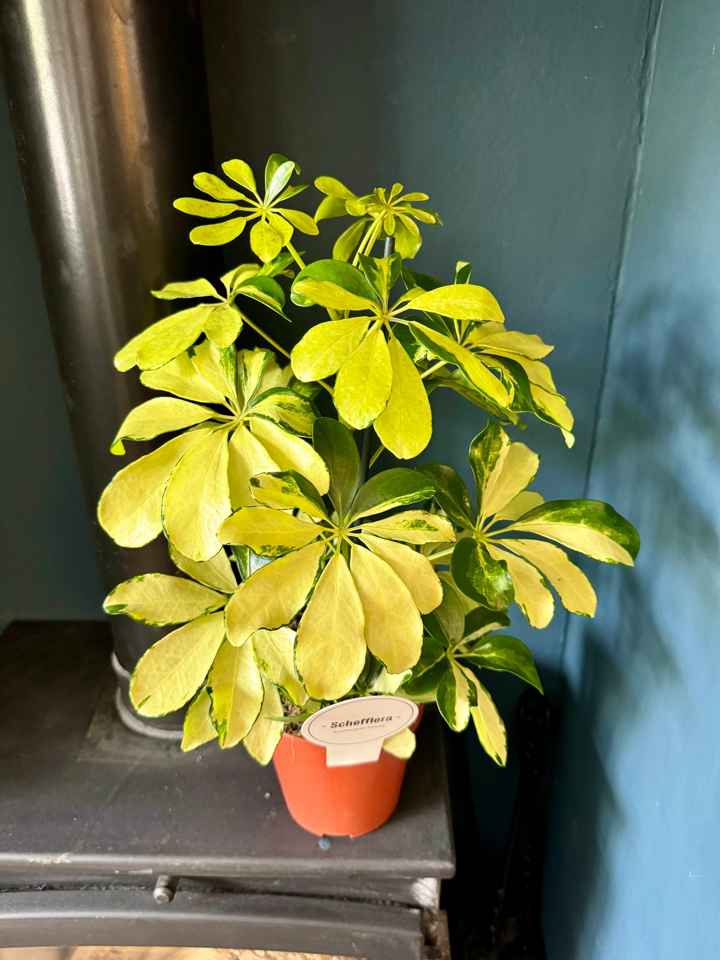 50cm Golden Umbrella Plant