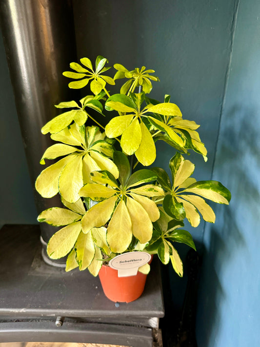 50cm Golden Umbrella Plant