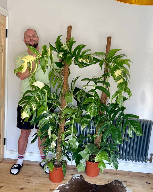 170cm Variegated Epipremnum Pinnatum