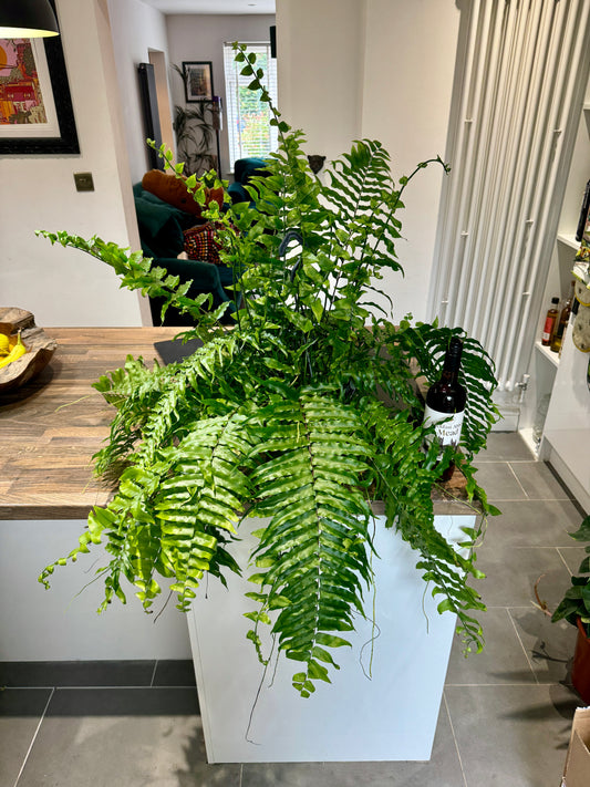 100cm Nephrolepsis Biserrata (Macho Fern)