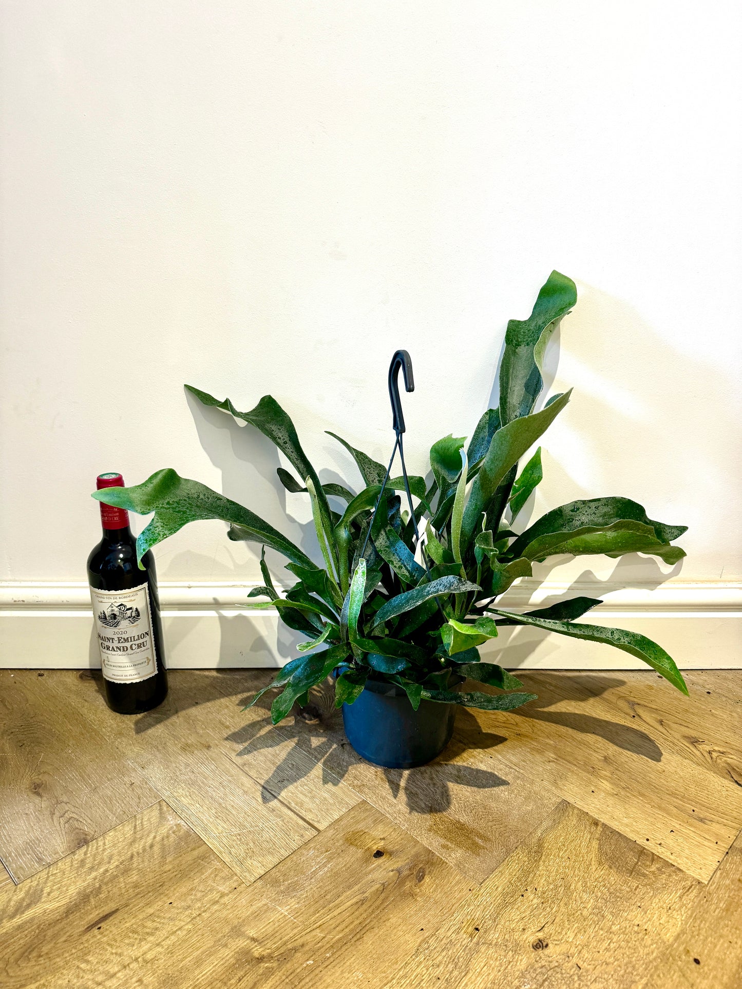 50cm Platycerum Bifurcatum  (Staghorn Fern)