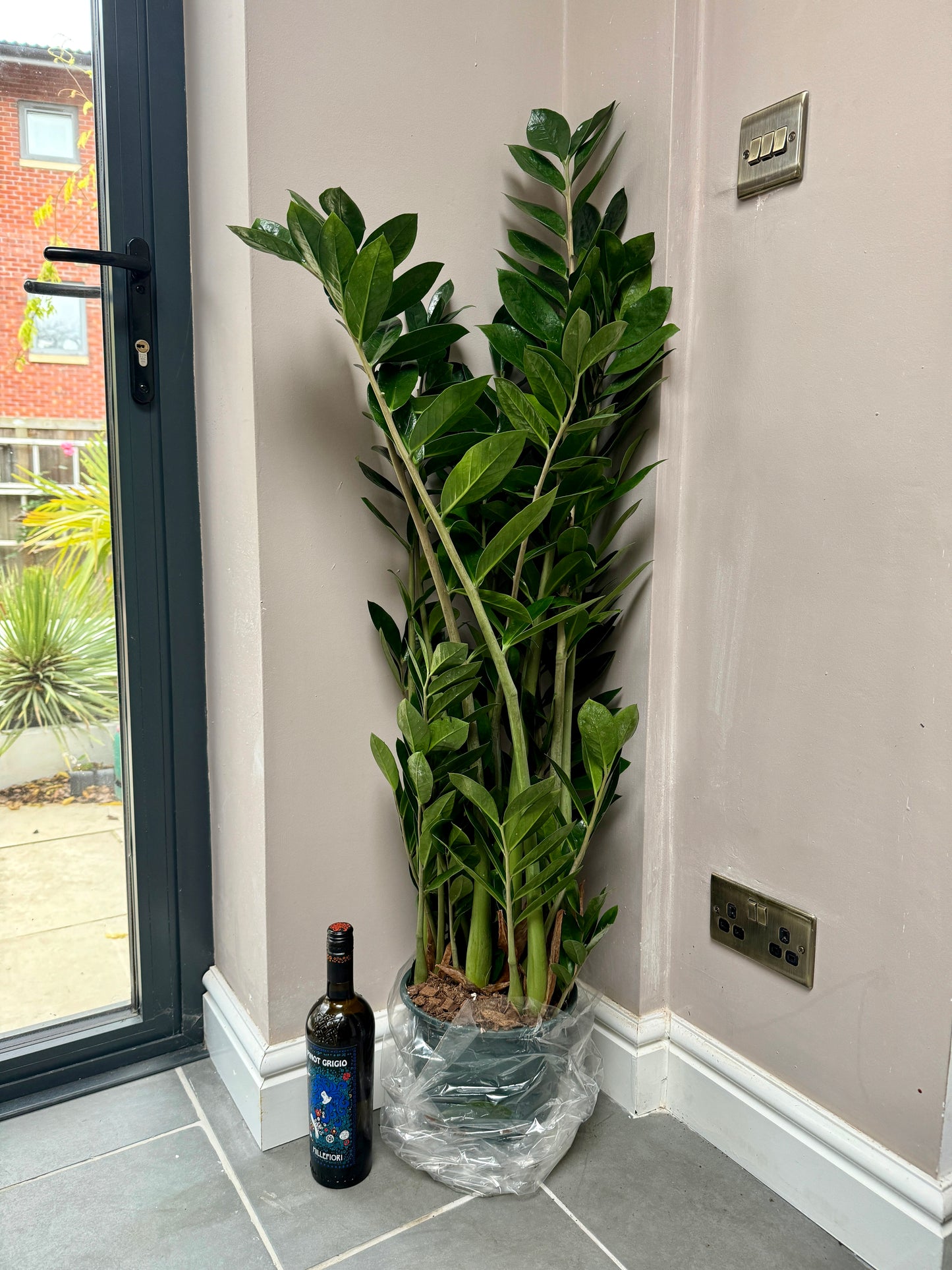 buy zz plant uk 125cm ZZ Plant – Bristol Plant Man