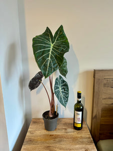80cm Alocasia Pink Dragon