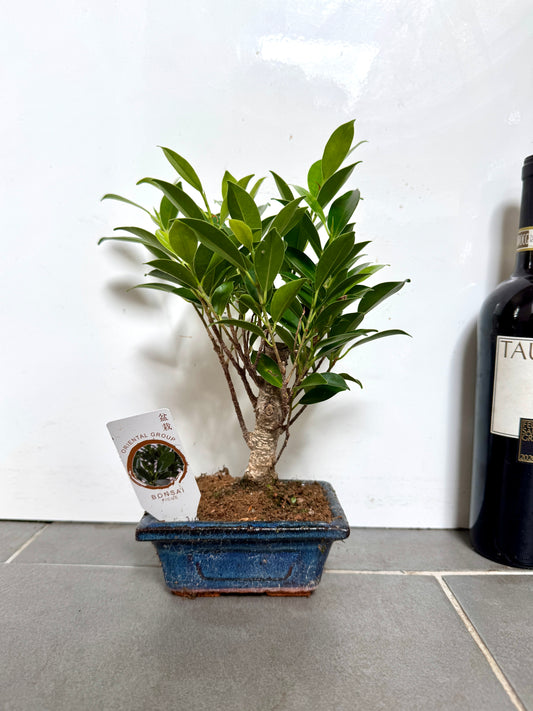 30cm Mixed Bonsai in Ceramic Dish