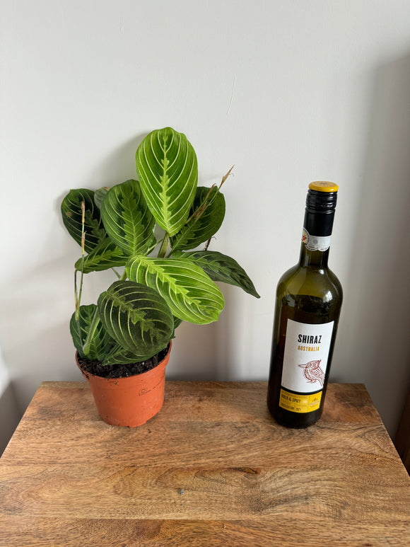 30cm Maranta Lemon Lime Prayer House Plant