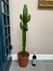 110cm Euphorbia Acrurensis Cactus