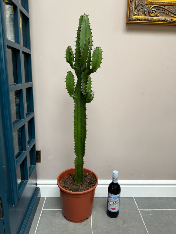 110cm Euphorbia Acrurensis Cactus