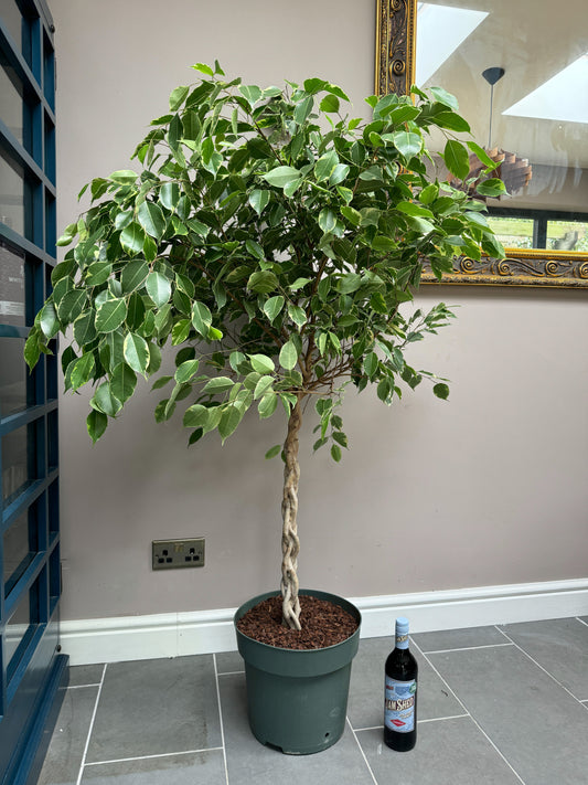 140cm Ficus Golden King Twisted Stem