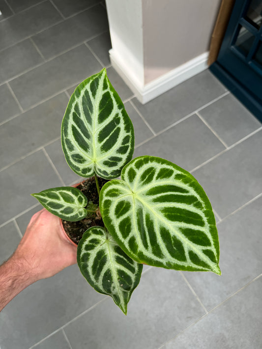 Anthurium Silver Blush