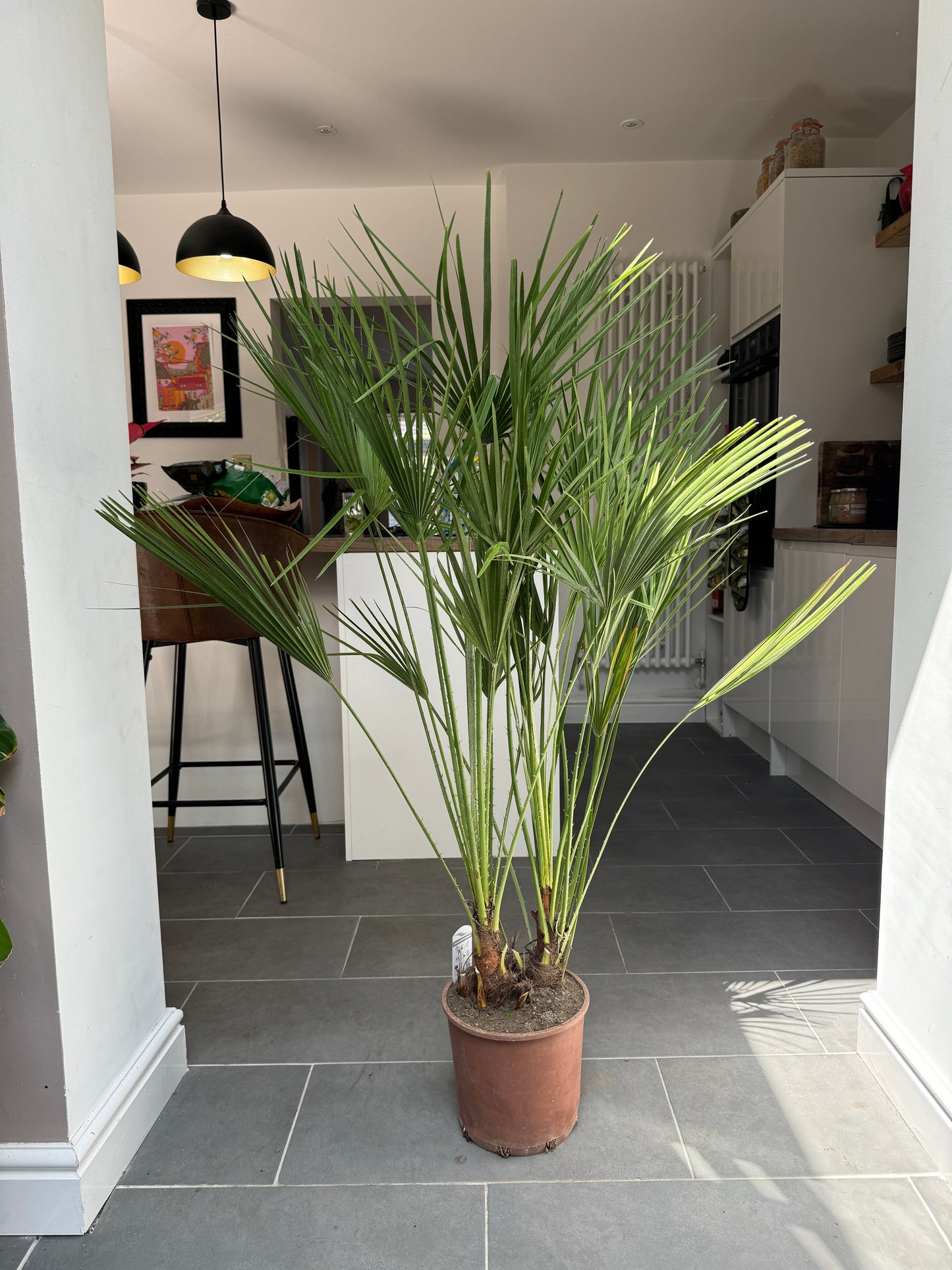 150cm Chamaerops Humilis Palm Tree