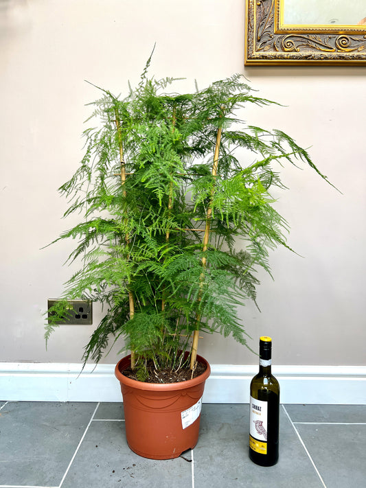 90cm Asparagus Setaceus