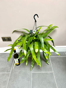 60cm Epiphyllum Hanging Plant