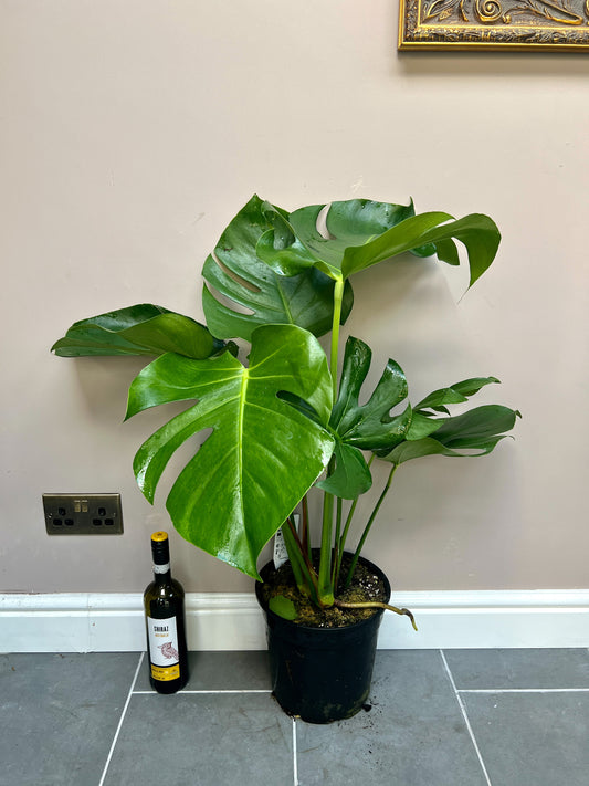 100cm Swiss Cheese Monstera Deliciosa