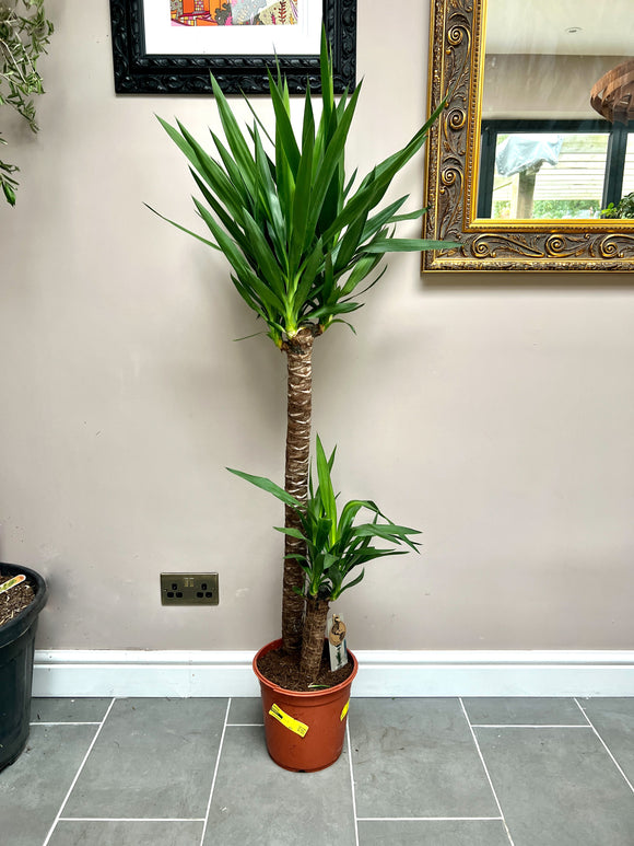 150cm Yucca Tree House Plant