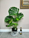 110cm Large Form Monstera Deliciosa (Swiss Cheese)