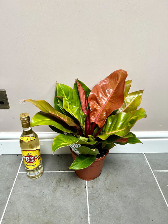 45cm Philodendron Princess of Orange