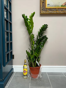 100cm ZZ - Zamioculcas Zamiifolia