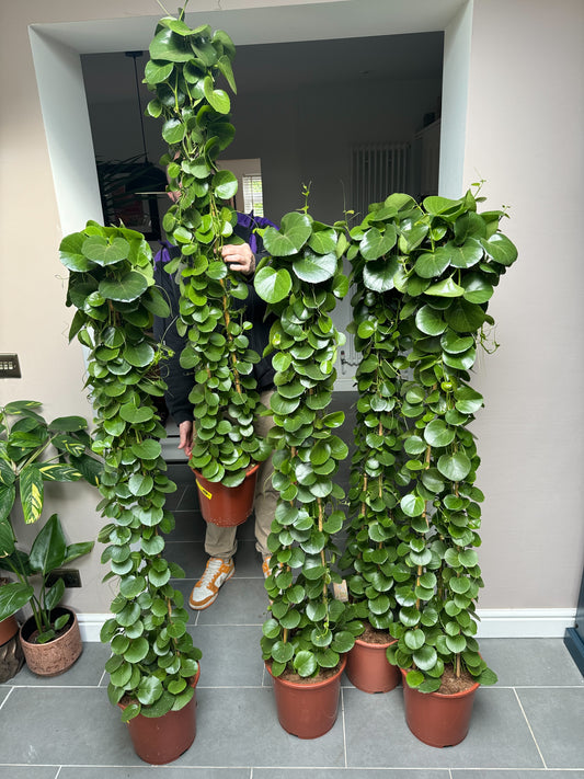 170cm Cissus Rotundifolia