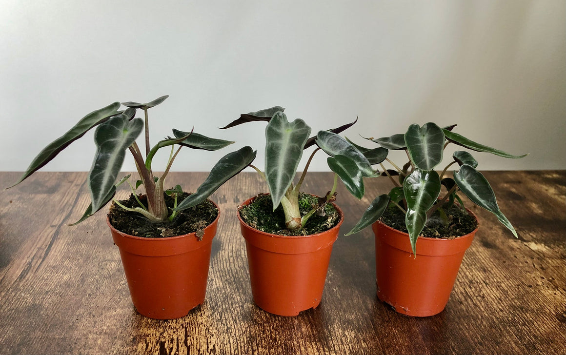 Bristol Plant Man House Plants For Sale to Individuals & Wholesale