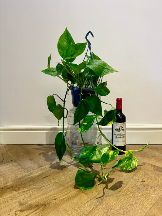 70cm Epipremnum Aureum (Devils Ivy)