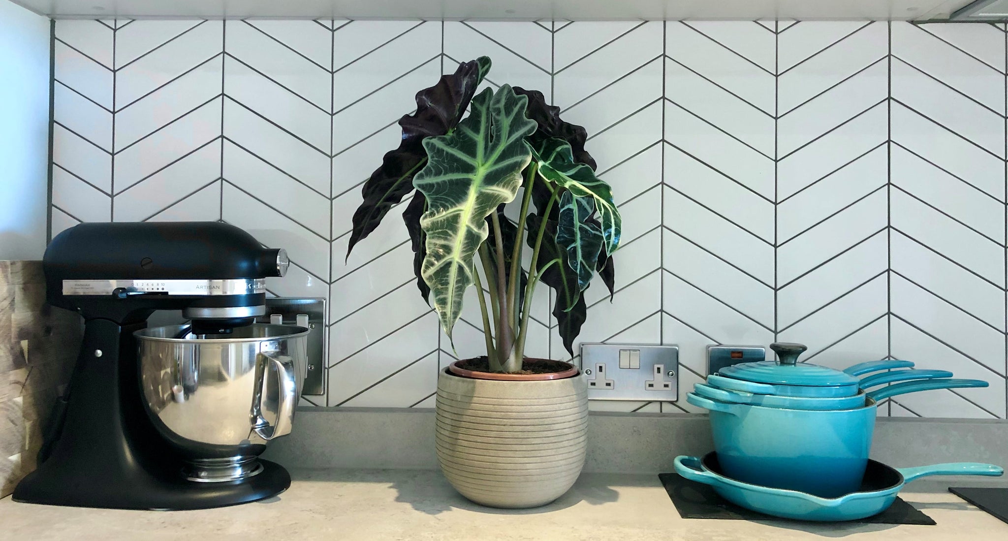 Bristol Plant Man House Plants For Sale to Individuals & Wholesale