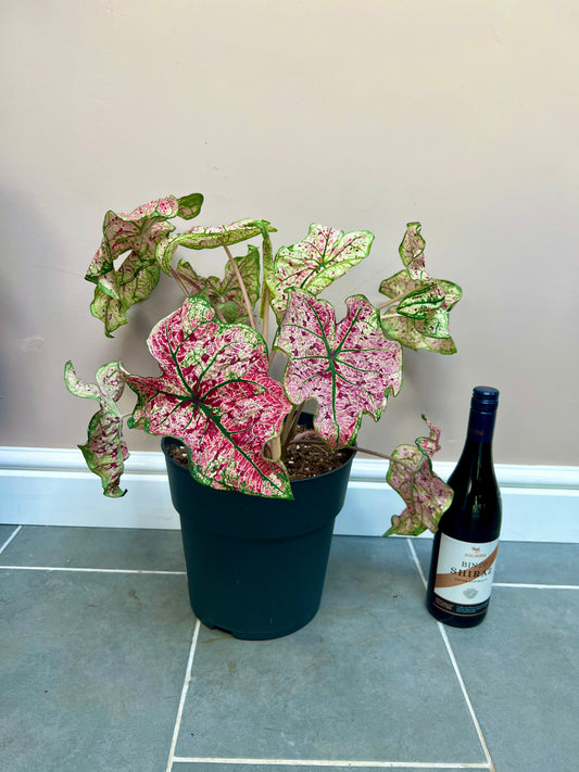 50cm Caladium XL