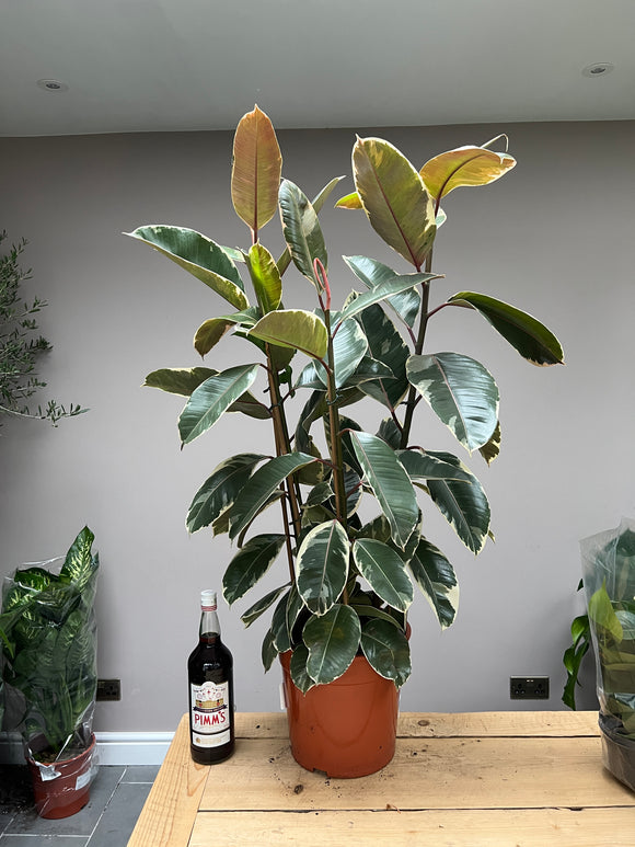 110cm Triple Ficus Elastica Tinke