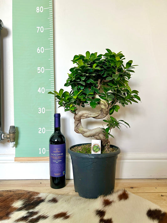 60cm Giant Ficus Ginseng Bonsai Tree