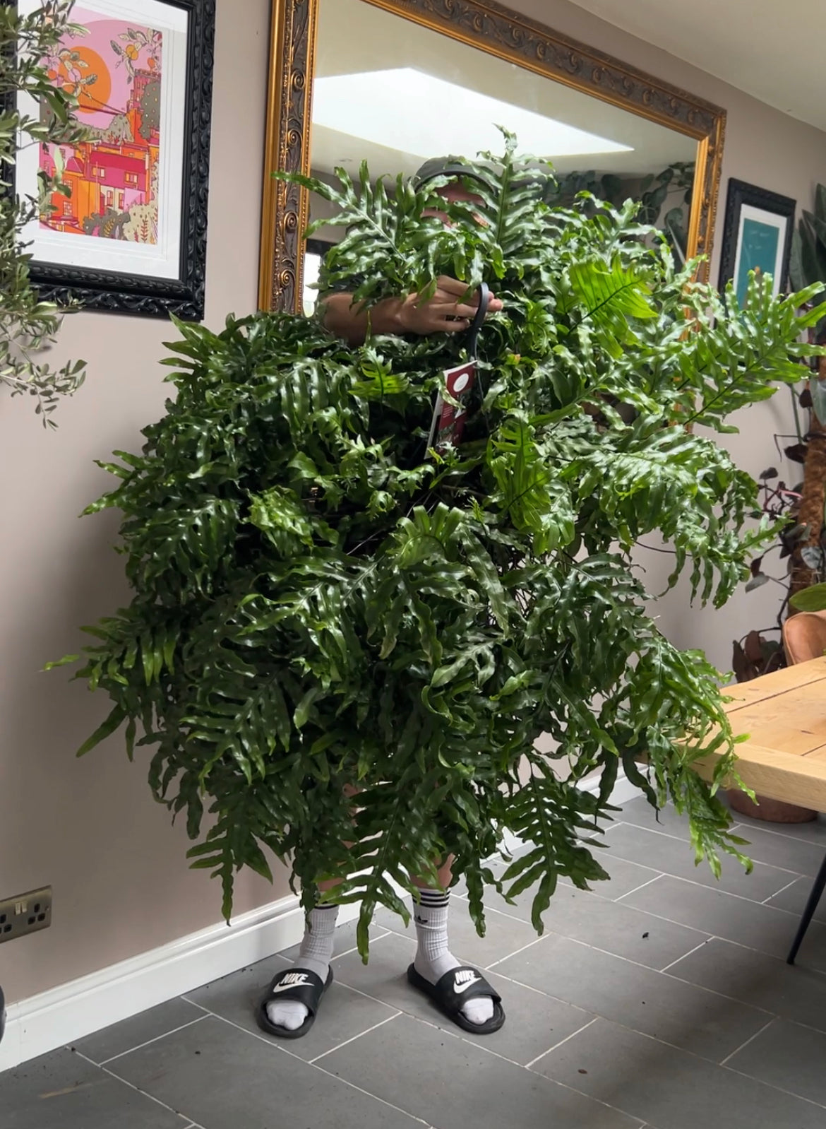 Giant Kangaroo Fern (Microsorum diversifolium)