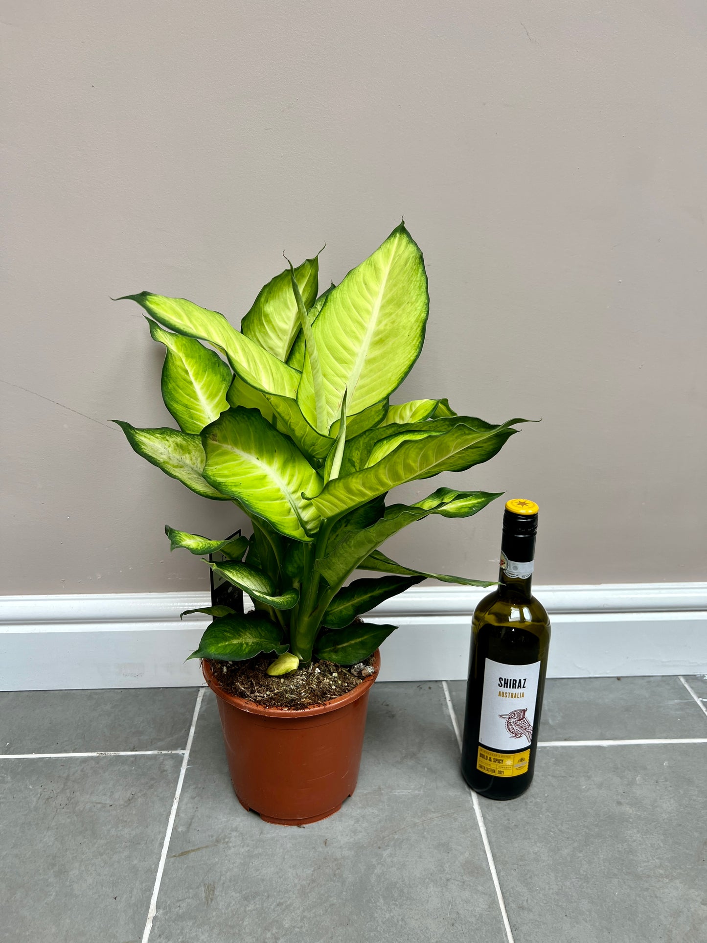 55cm Dieffenbachia Summer