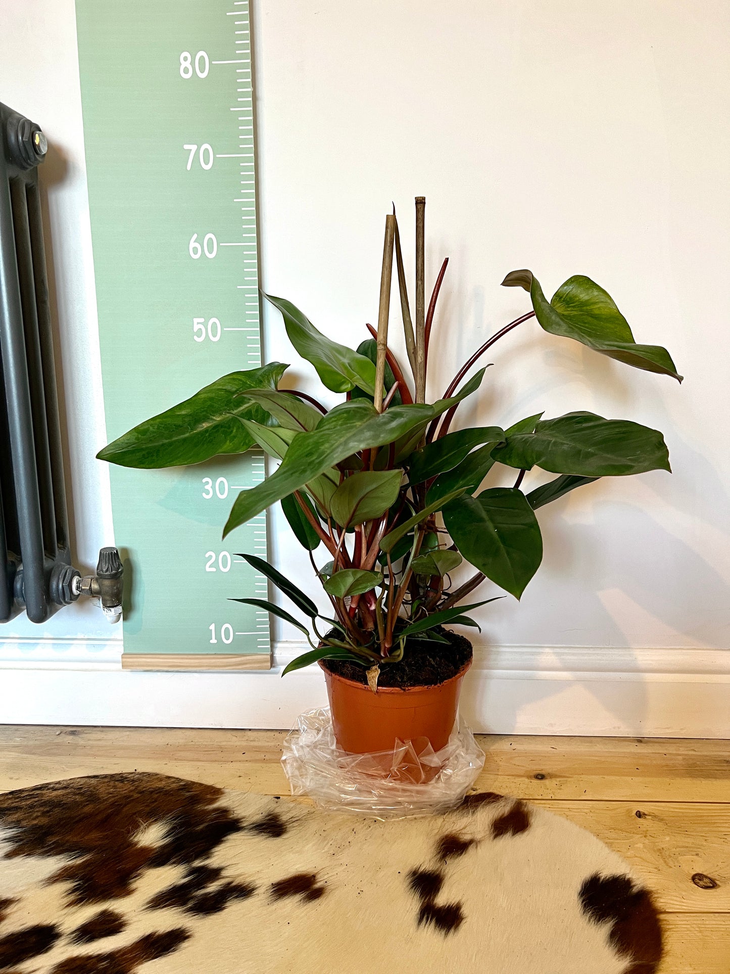 60cm Philodendron Red