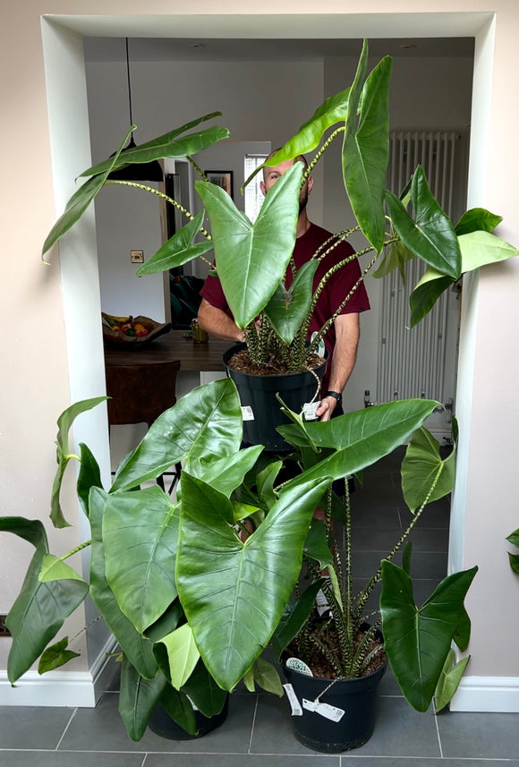 120cm Giant Alocasia Zebrina