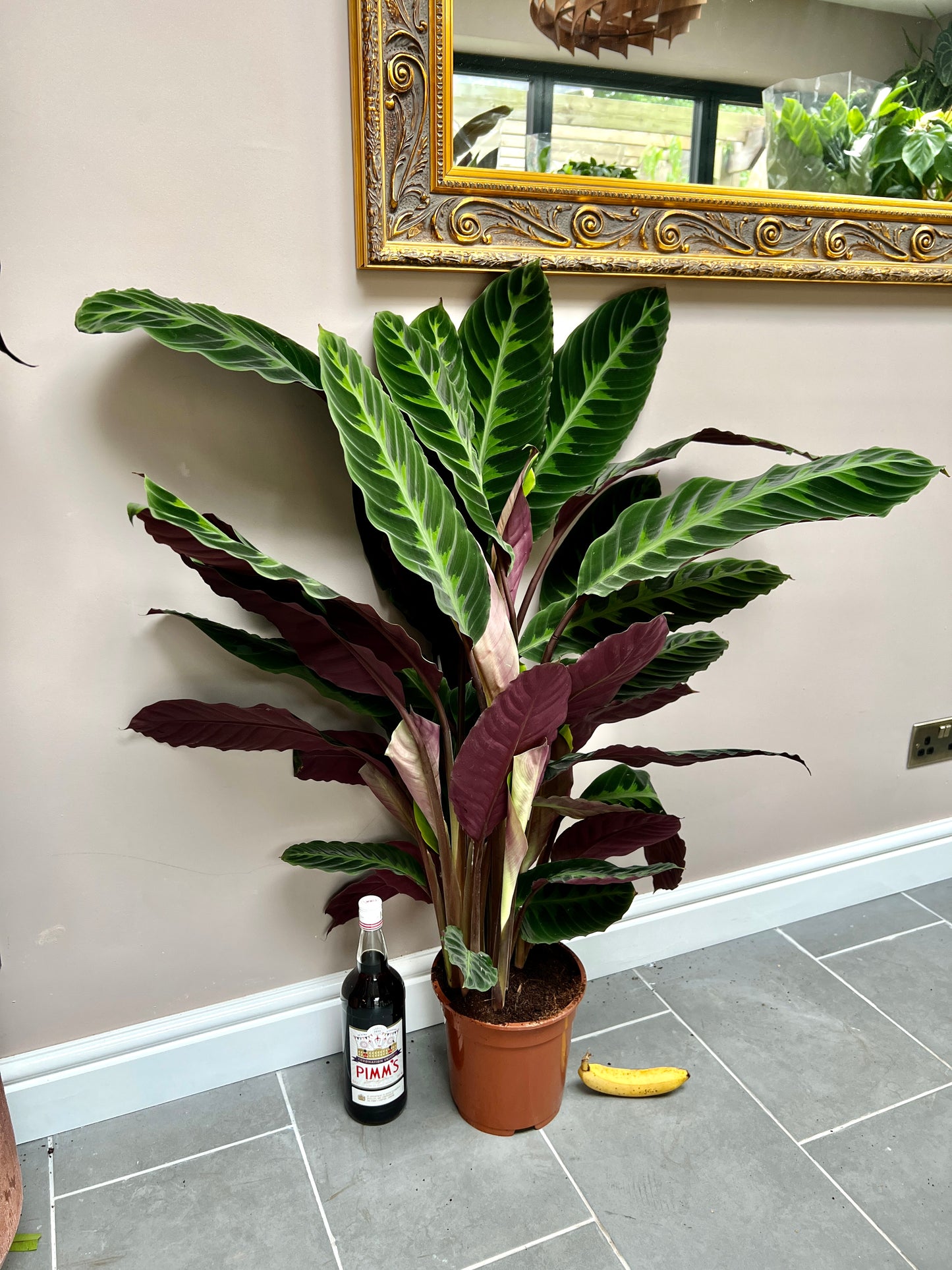 110cm Flowering Calathea Warscewiczii