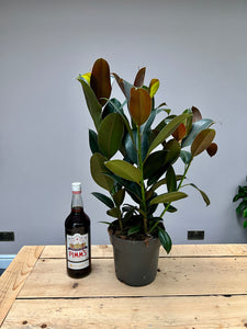 75cm Triple Stem Ficus Elastica rubber plant