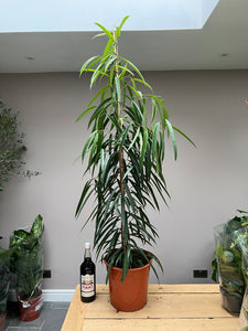 140cm Ficus Ali