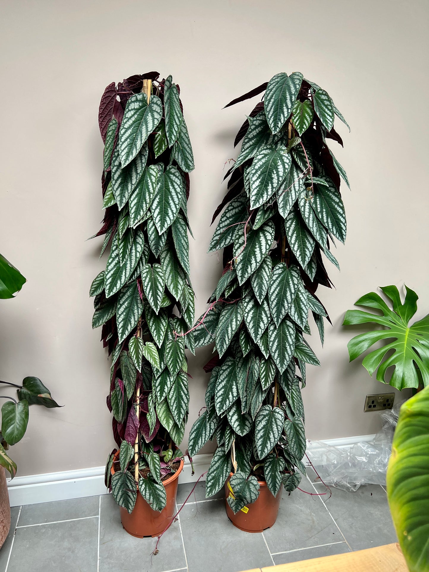 160cm Cissus Discolor