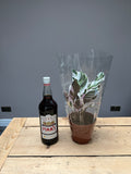 30cm Calathea white fusion