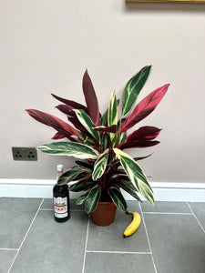 80cm Stromanthe Triostar