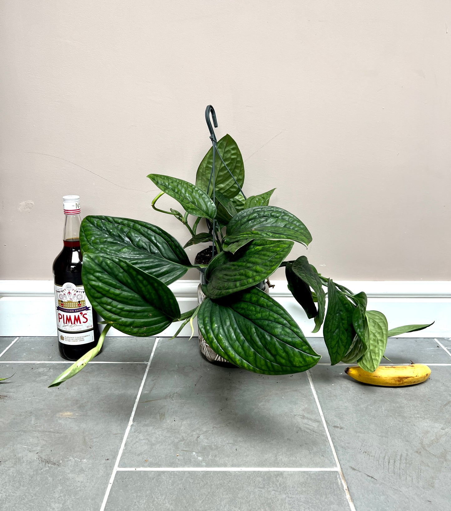 50cm Epipremnum Marble Plant Devils Ivy