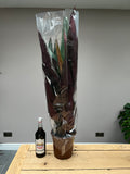 Giant 100cm Stromanthe triostar