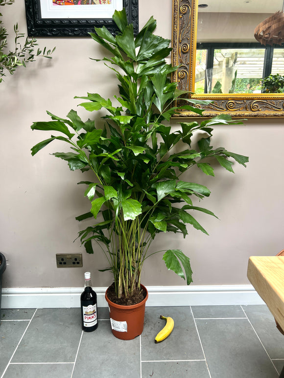 140cm Caryota Mitis (Fish Tail Palm)