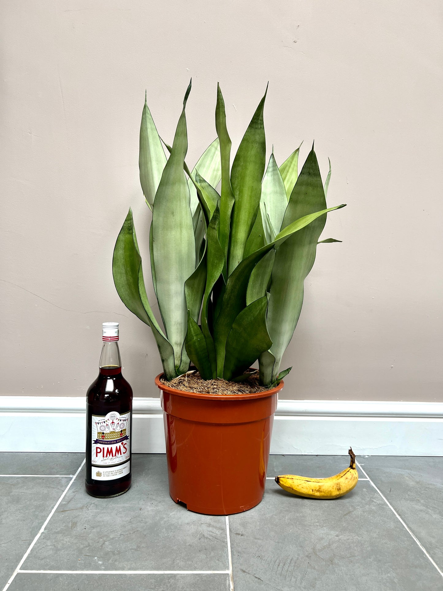 70cm Sansevieria Moonshine