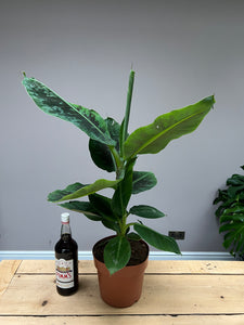 80cm Banana Tree - Musa Dwarf Cavendish