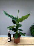 80cm Banana Tree - Musa Dwarf Cavendish