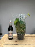 50cm Hanging Philodendron Scandens