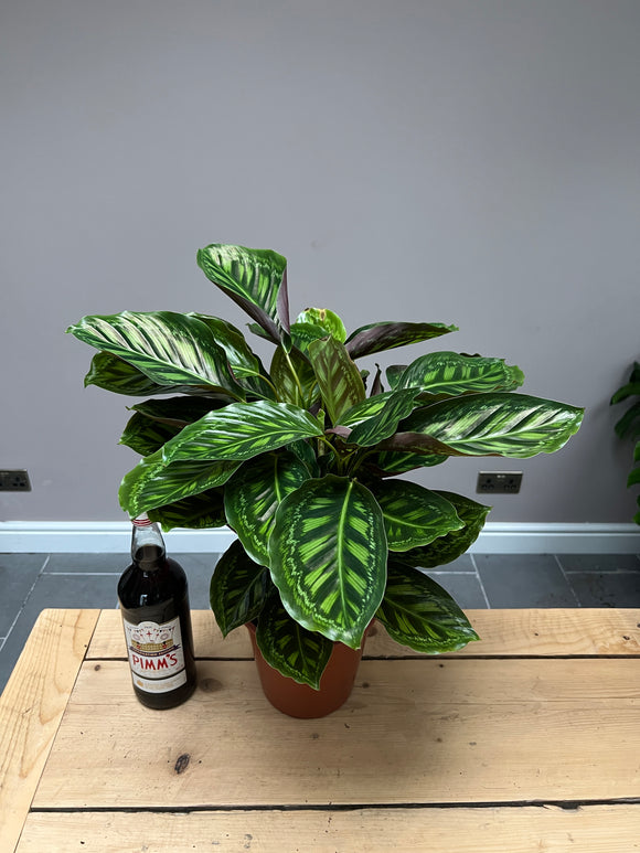 65cm Calathea flame star