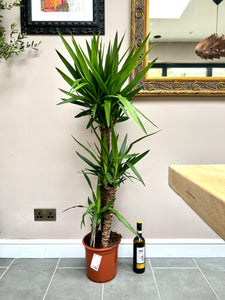 135cm Triple Stem Yucca