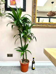 150cm Dracaena Janet Craig